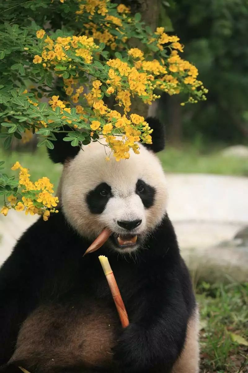 大熊科技 开启智慧生活新纪元