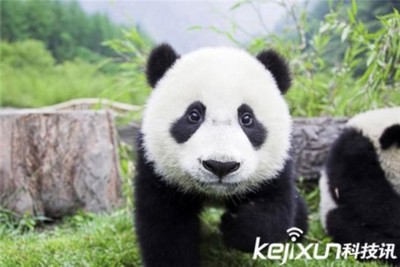 动物世界十大最美动物 没想到它也入选了